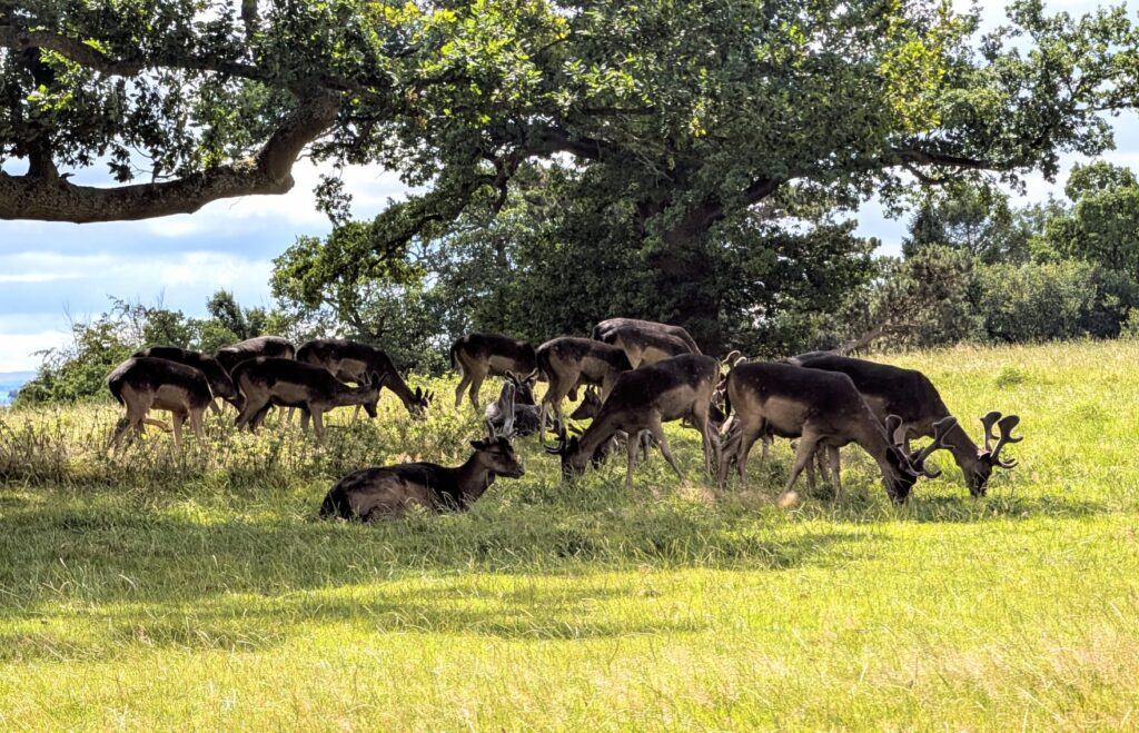 Raby Castle Deer Park